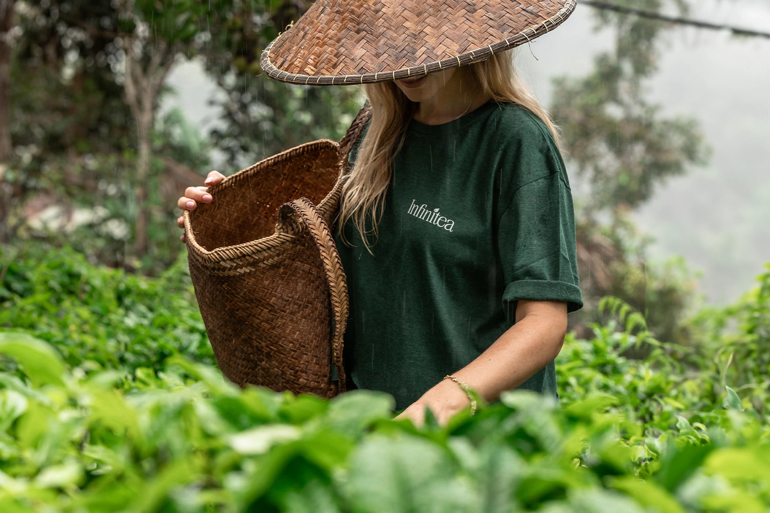 De la Hoja a la Taza: El Proceso de Producción del Té